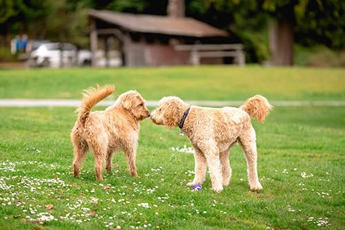 two dogs sniffing each other in a park