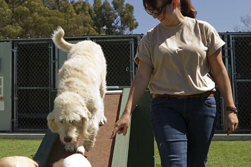 two dogs running in a field