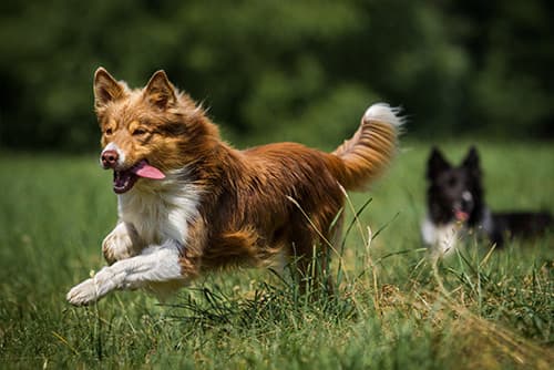 two dogs running in a field