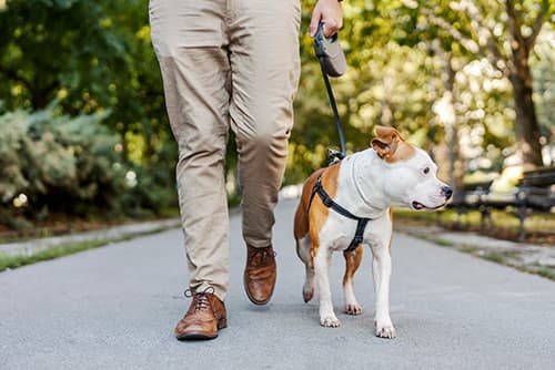 a leashed dog and a man going for a walk