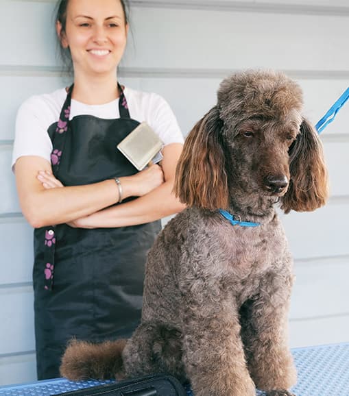 groomer admiring groomed dog